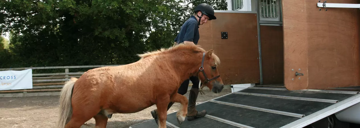 Groom Jenny Prus loading Nidge, a pony at the Northiam equine centre