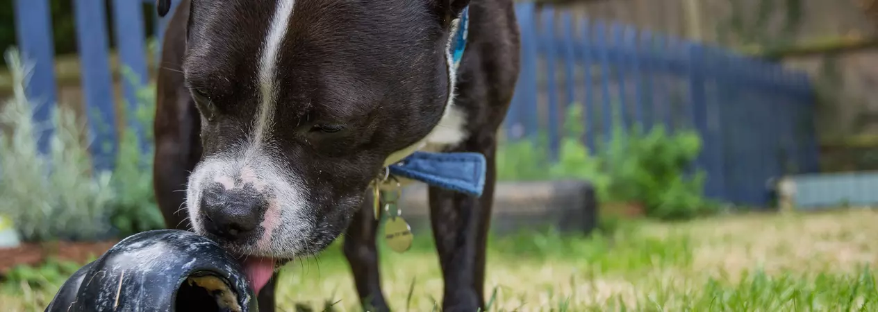 A staffie enjoys licking peanut butter off a Kong