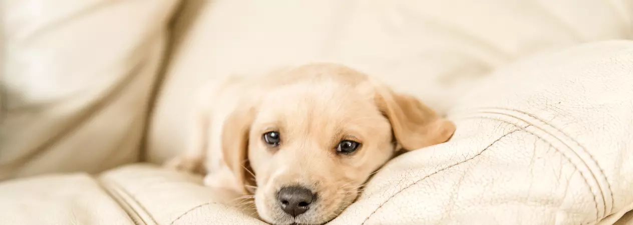 a yellow labrador puppy lies his head on the sofa