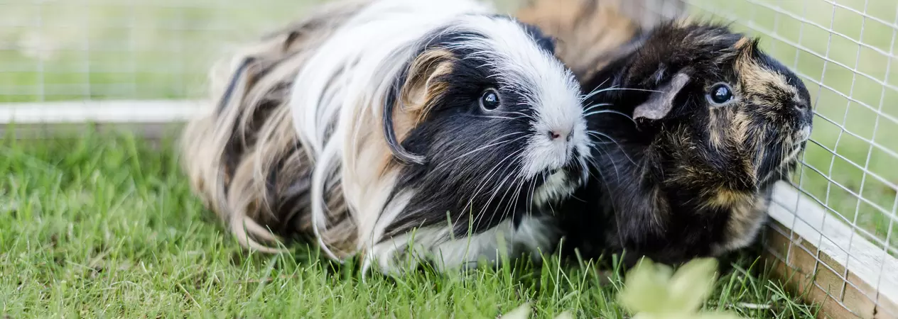 Two guinea pigs in their outdoor run