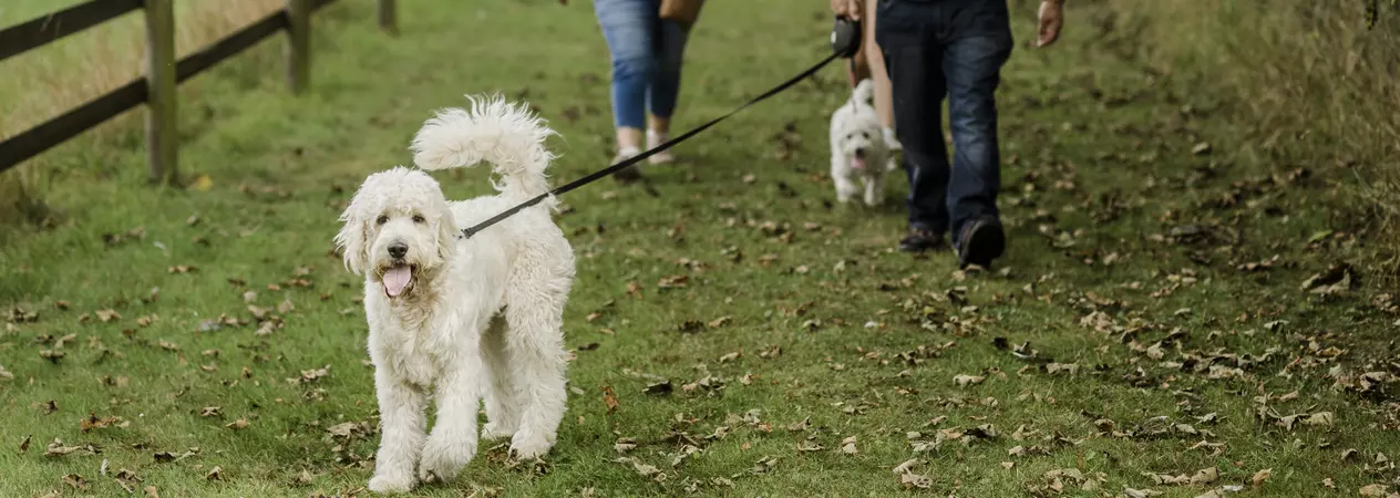 top image - pulling on a lead