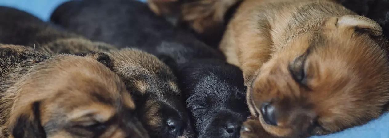 pup pic 0802