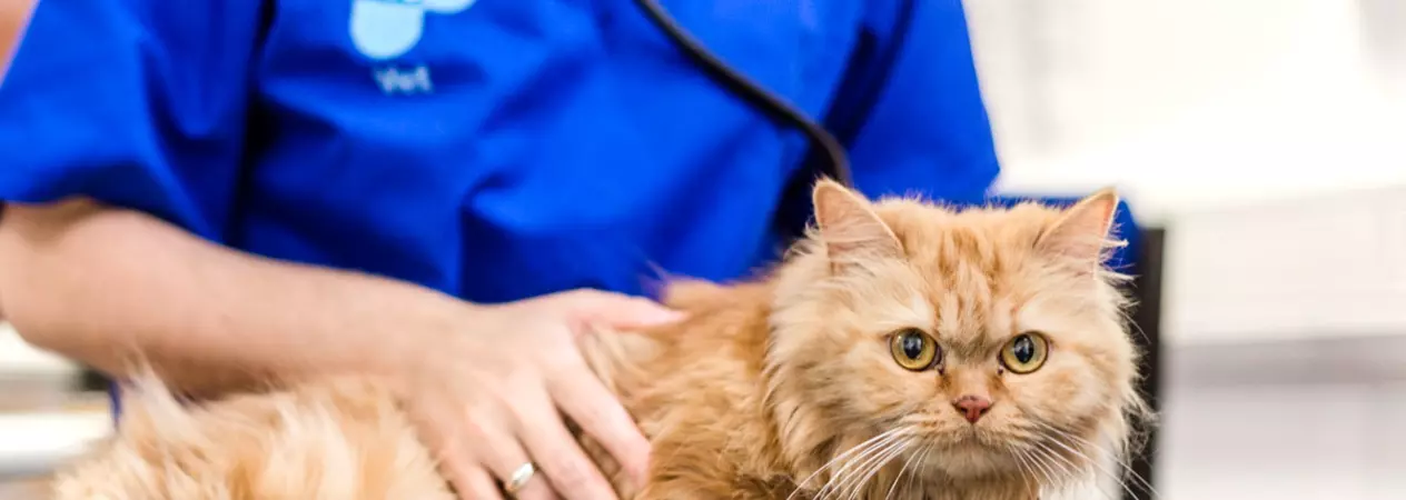 Veterinary surgeon Caroline Watt with cat Missy at Merton animal hospital