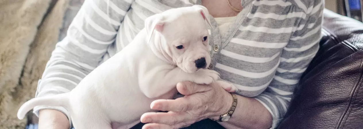 Socialising a puppy main image