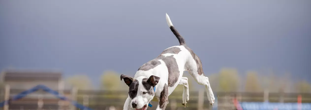 A brown and white staffie enjoys playing
