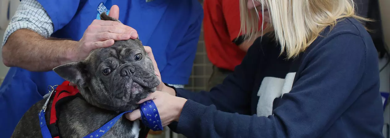a French bulldog is examined