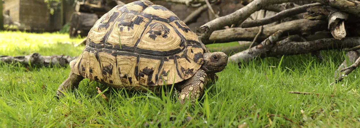 Photo of a tortoise making his way across a lawn