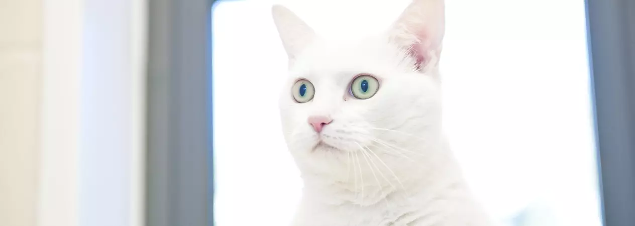 White cat by a window