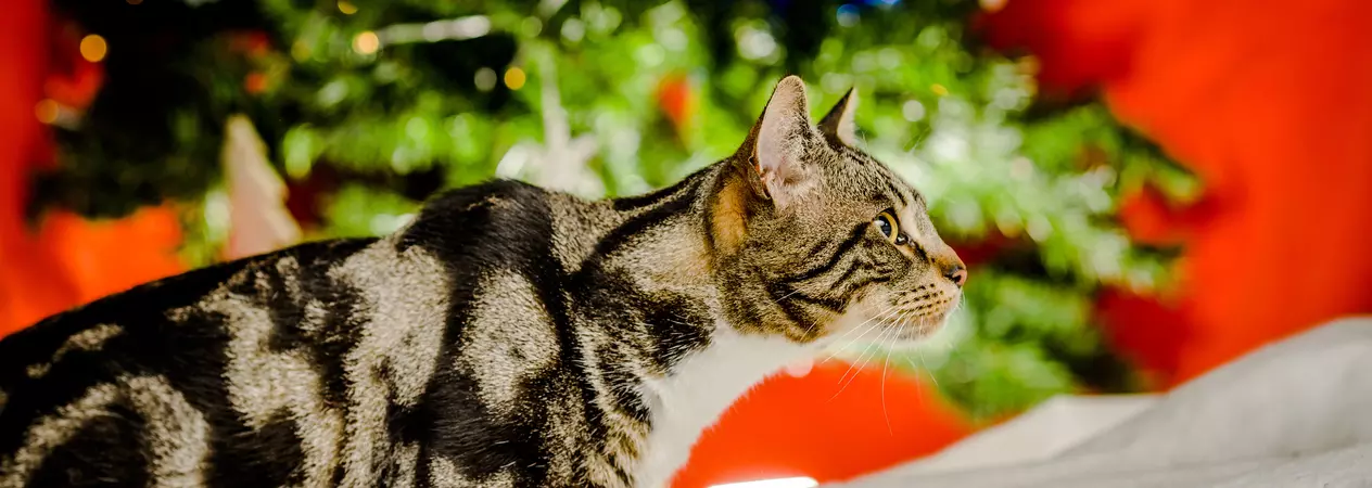 a tabby cat sits in front of a Christmas tree
