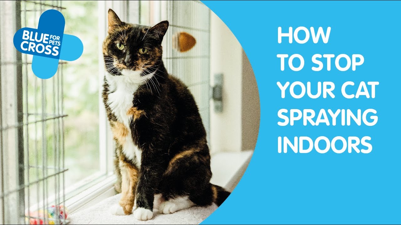 Why Is My Cat Spraying In Front Of Me - CatWalls