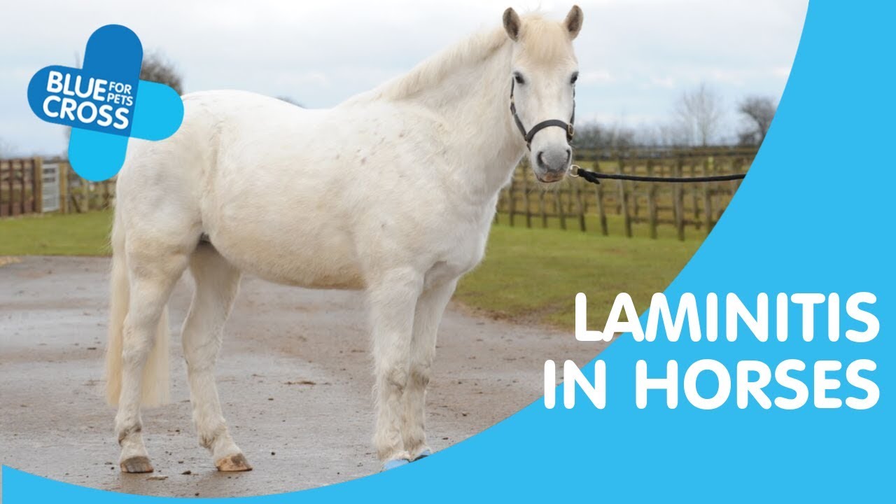 Laminitis In Horses Symptoms And Treatment Blue Cross