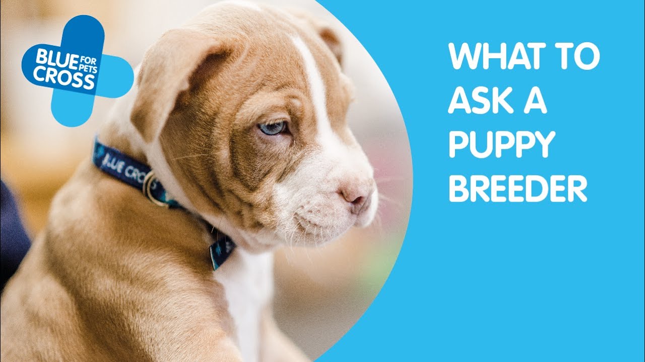 Buying a puppy How to buy a puppy responsibly Blue Cross