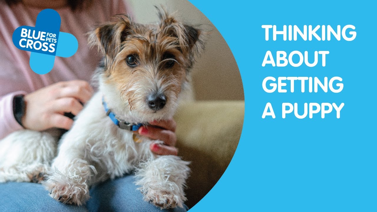 Buying a puppy How to buy a puppy responsibly Blue Cross