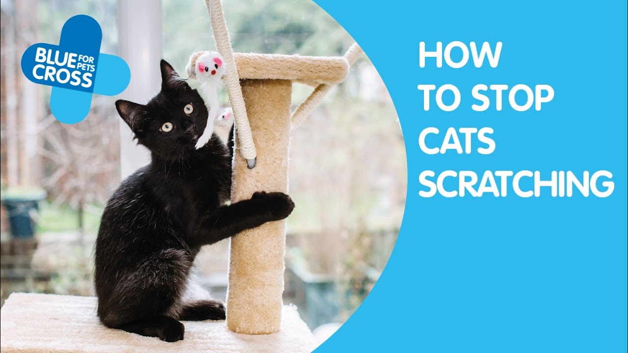 how do you stop cats scratching carpets