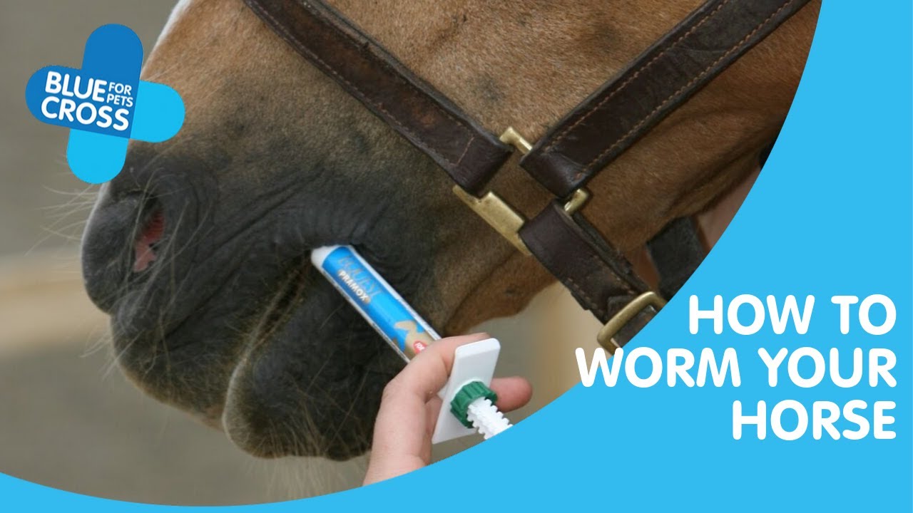 Horse Worming When to worm your horse Blue Cross