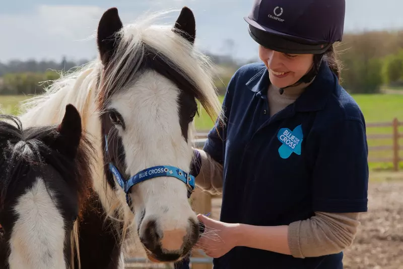 Blue Cross pony with a volunteer.