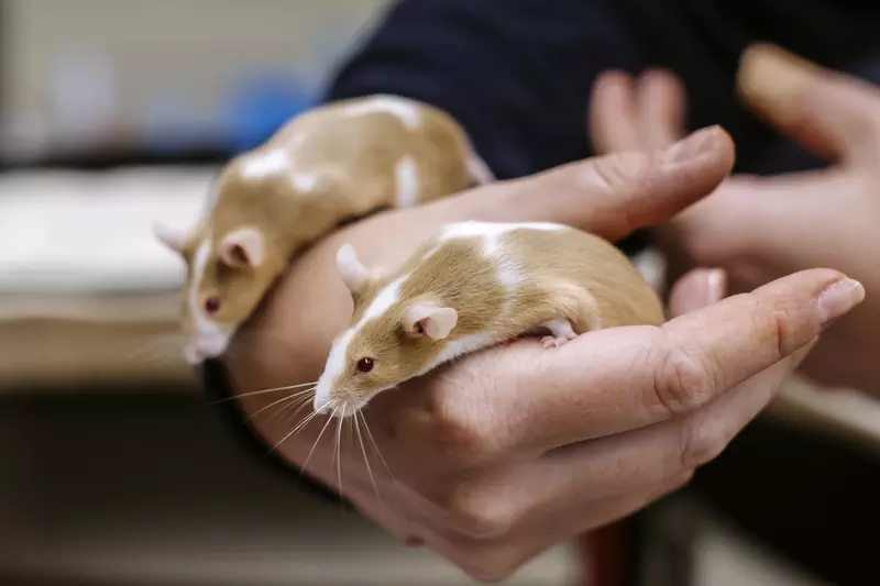 Two brown and white mice are held by a member of Blue Cross.