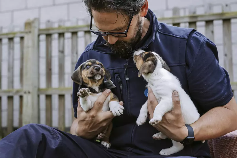 A member of Blue Cross holds two puppies.