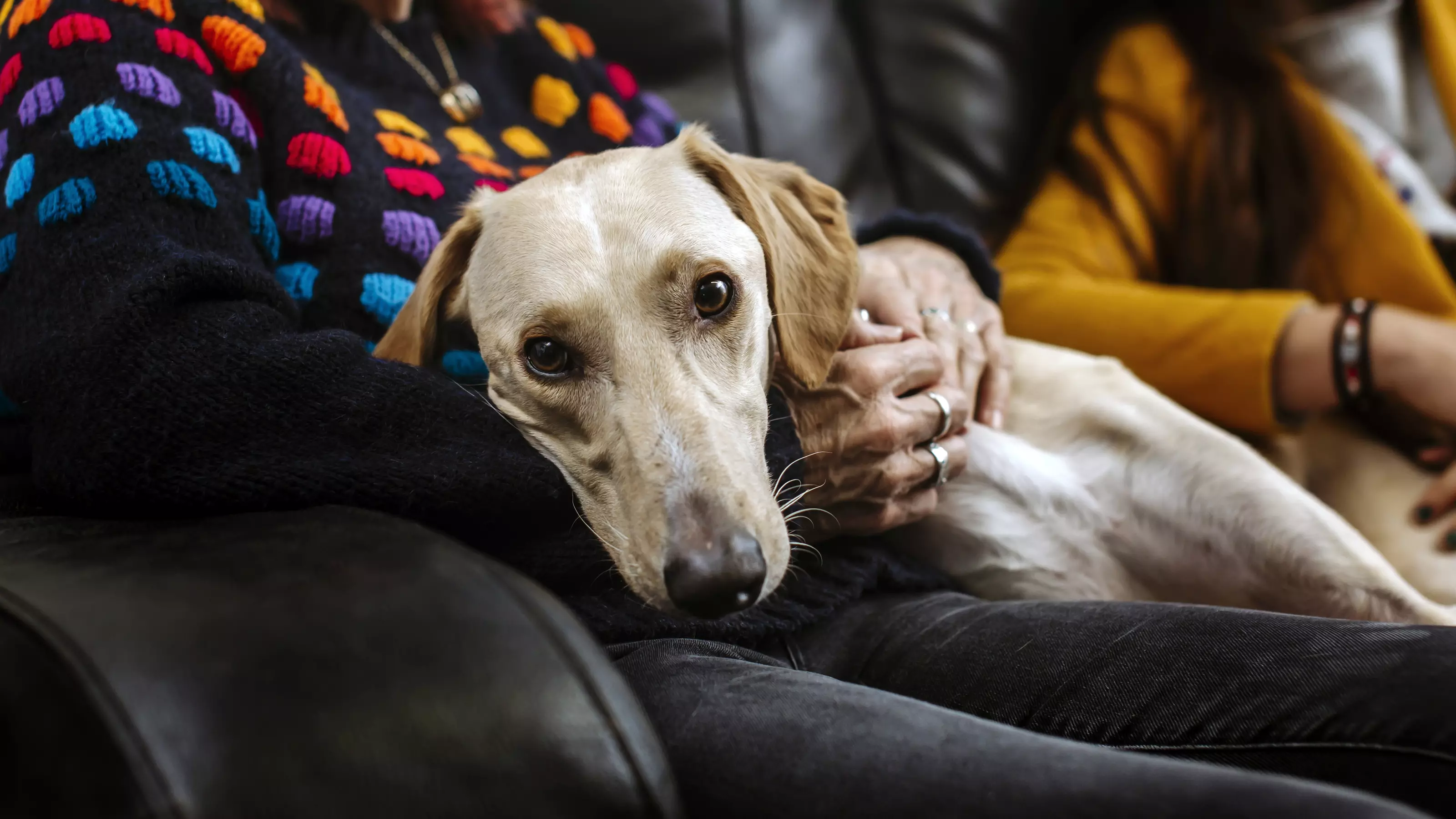 Lurcher lying on owners lap on the sofa, looking into camera 