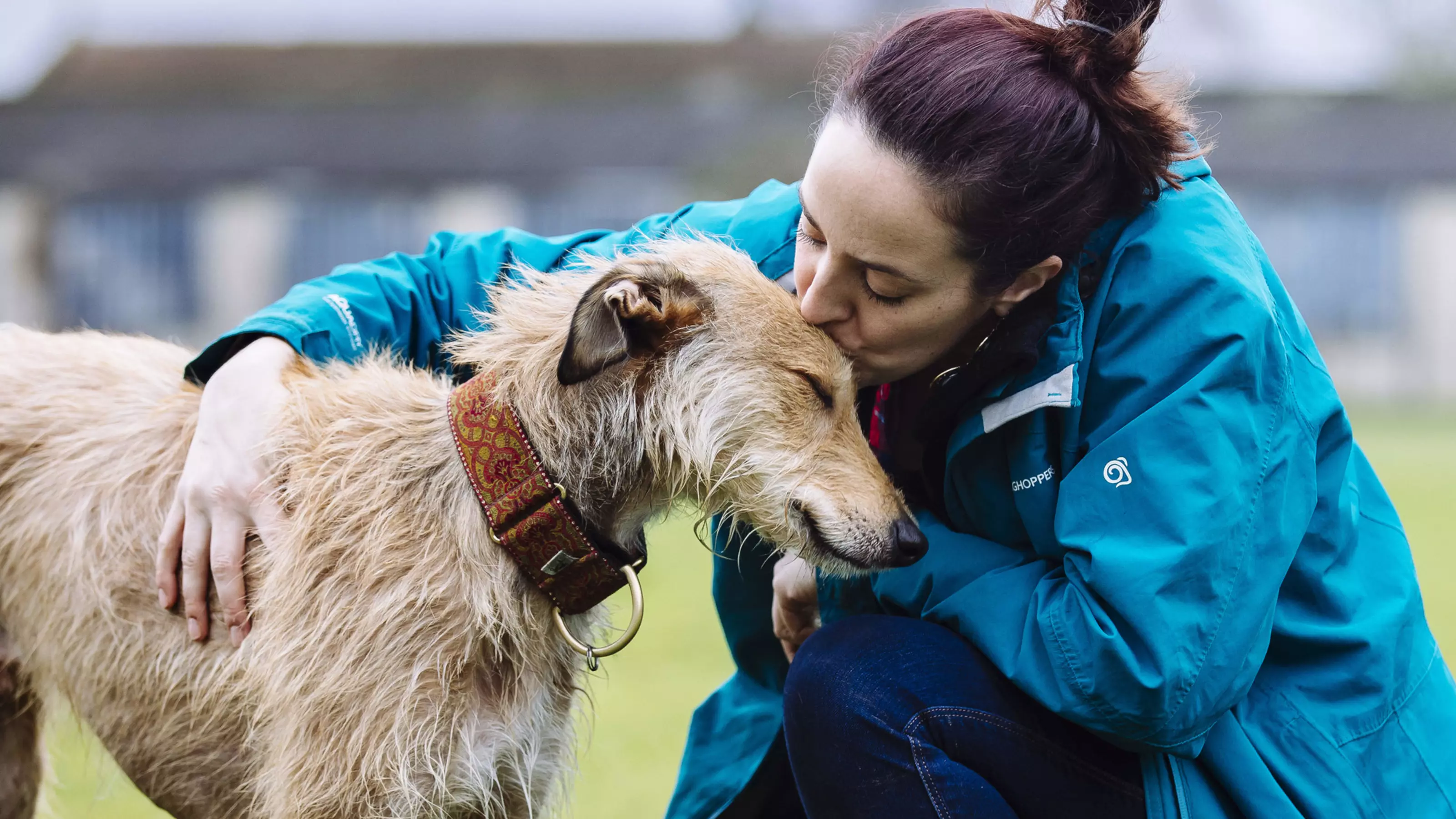 Lurcher leaning into woman kissing his head