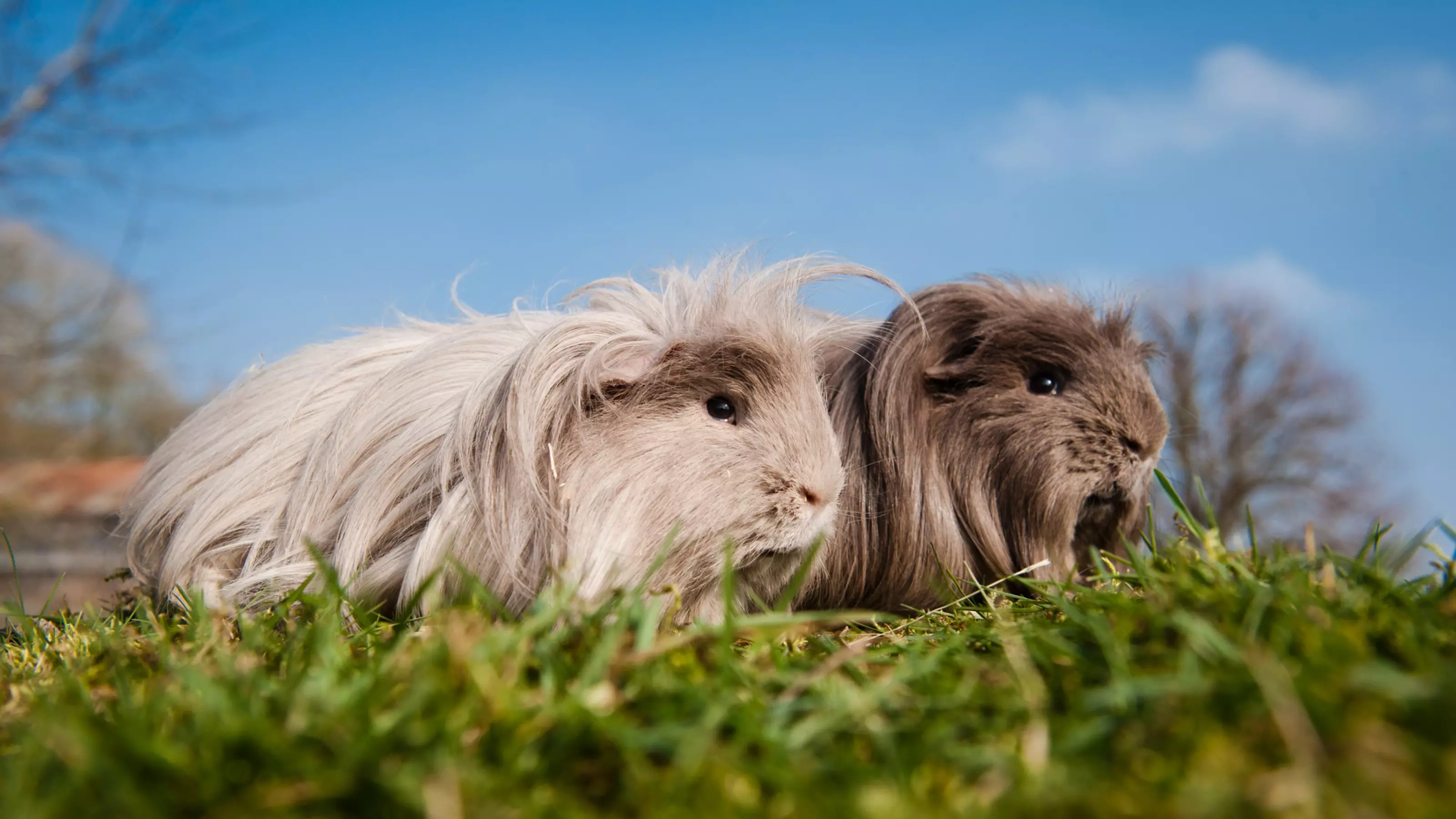 Two long haired guinea pigs on grass next to each other