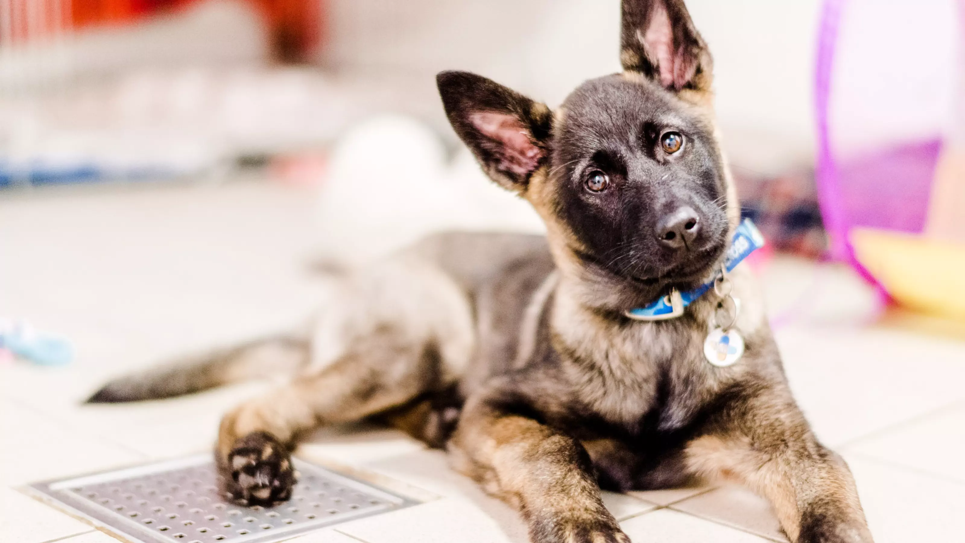 Suzie, the Belgian shepherd puppy, looks at the camera with her head tilted