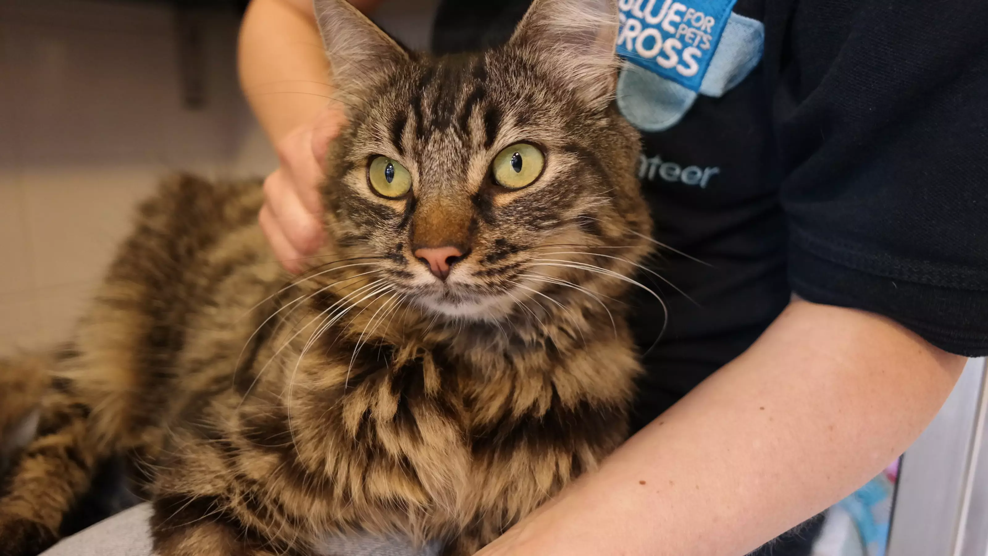 Cat Russell at Southampton rehoming centre