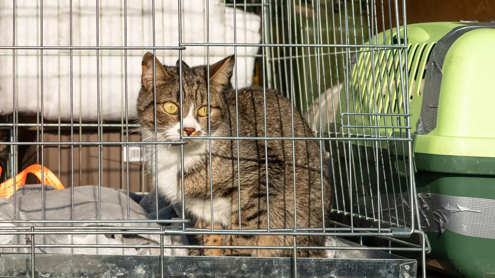 A tabby cat in a cat cage rescued by Karina